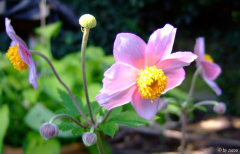Anemone Sept Charme II