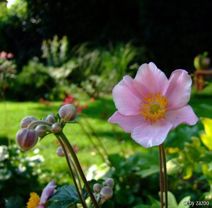 Anemone Sept charme II
