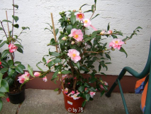 shiboro egao