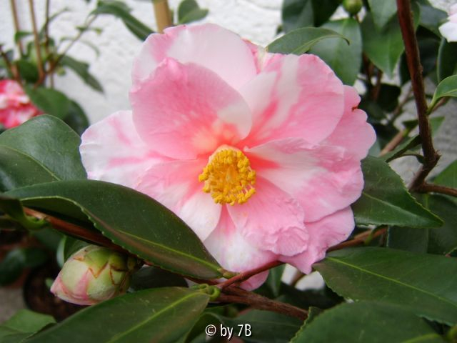 shiboro egao2