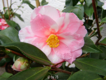 shiboro egao2