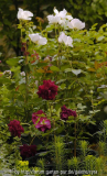 Nigrette,-Ellen-Willmot-975