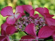 hydrangea macr. lacecap Selina3