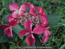 hydrangea macr. lacecap Selina2