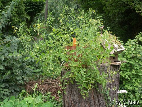 Wildtomate 