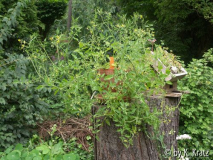 Wildtomate 