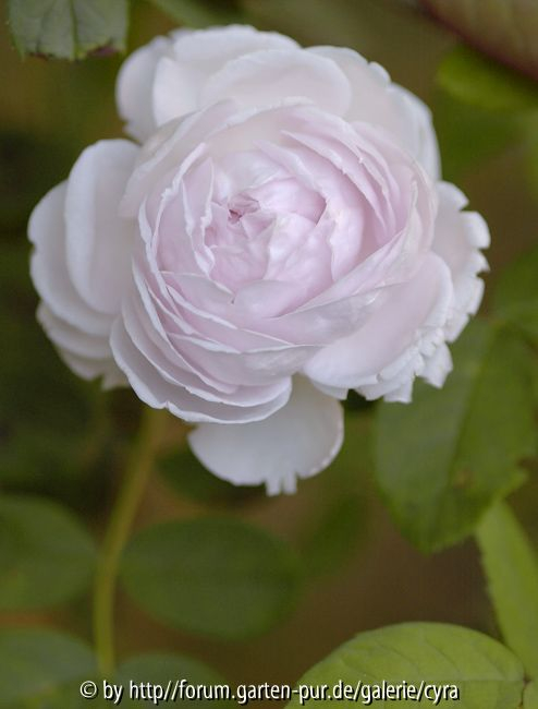 Princess-of-Wales-0144