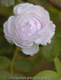 Princess-of-Wales-0144