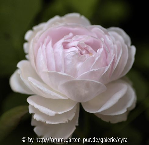 Princess-of-Wales-0136