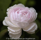 Princess-of-Wales-0136