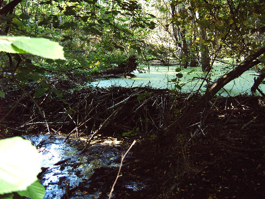Biberdamm