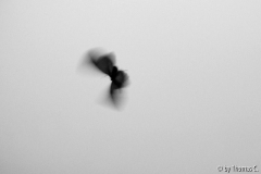 Mottenschattenflattern