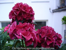 Hydrangea macrophylla 'Merveille Sanguin