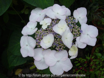 Hydrangea macrophylla 'Veitchii'