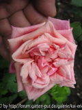 mme lambard 8-2008