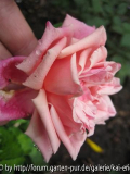 mme lambard 8-2008