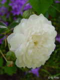'Little White Pet'