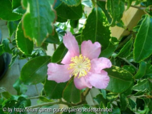 Hozanensis Blüte1.jpg