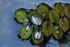 Tropfen auf Salvinia auriculata