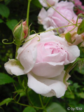 Unbekannte Rose fest im Griff