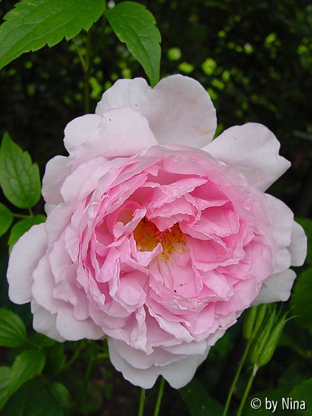 Rose unbekannt, offene Blüte