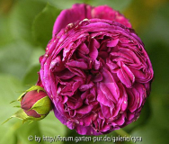 Falstaff-3326c