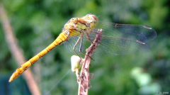 Libelle