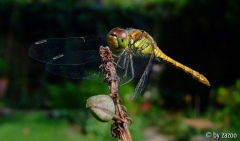 Libelle