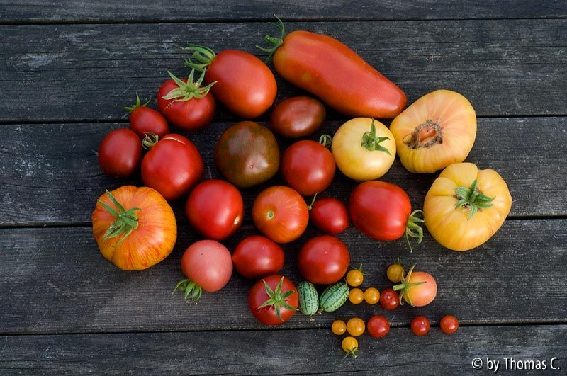 Ernteauswahl für Caprese