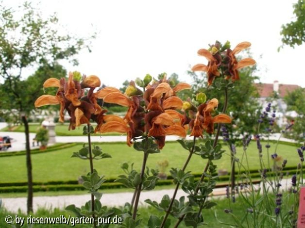 Gartentage Seitenstetten 2005