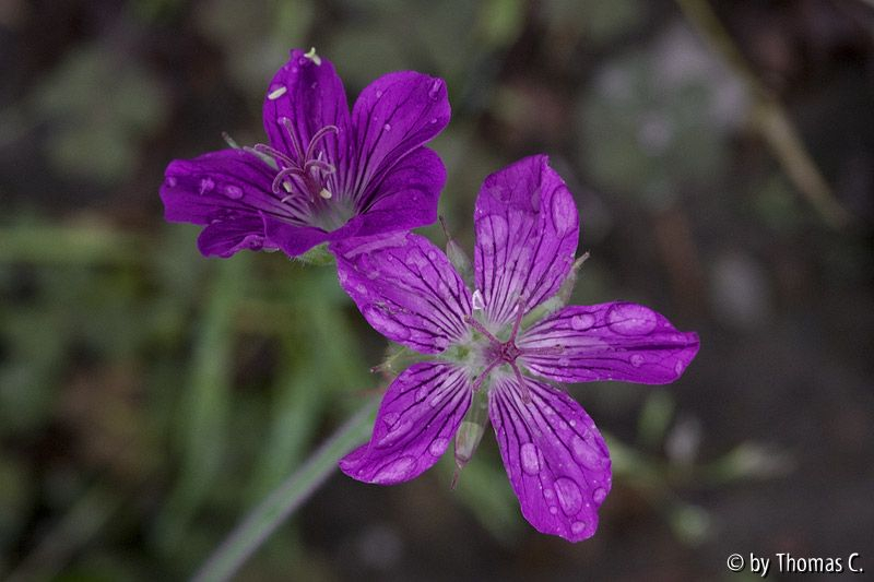 Geranium korrigiert