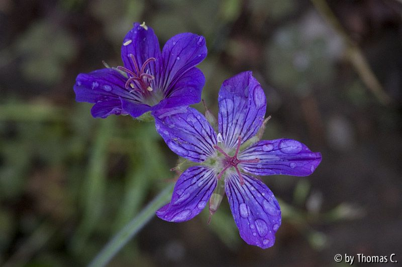 Geranium unkorrigiert