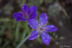 Geranium unkorrigiert