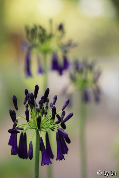 Aga violett