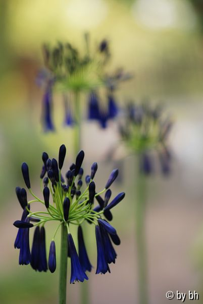 Aga zu blau