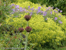 seitenstetten rosengarten farben.jpg