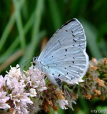 blau und schüchtern