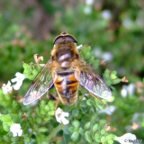 Schwebefliege III