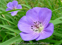 geranium rozanne II.jpg