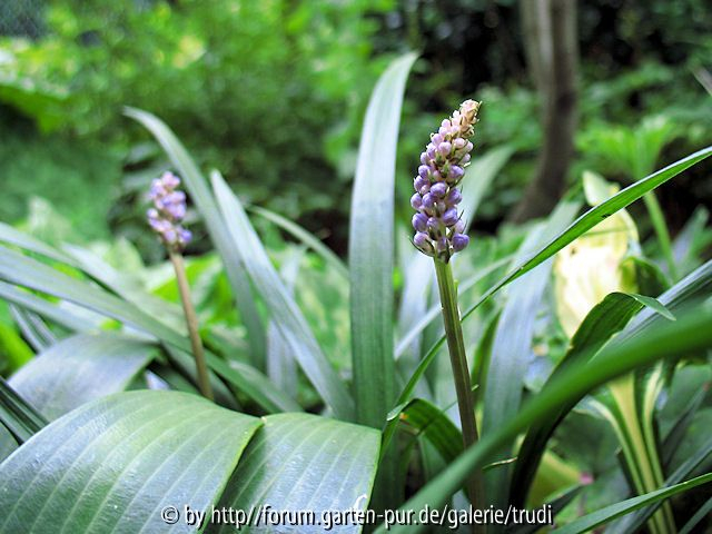 Liriope