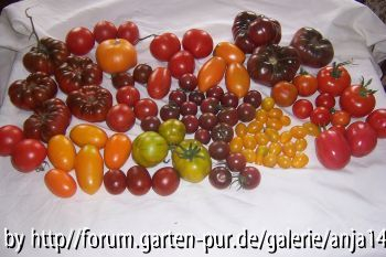 Ernte 10.08.08