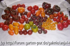 Ernte 10.08.08