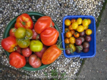 2008_08_08_tomate.jpg