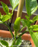 Chili - Hungarian Yellow Wax