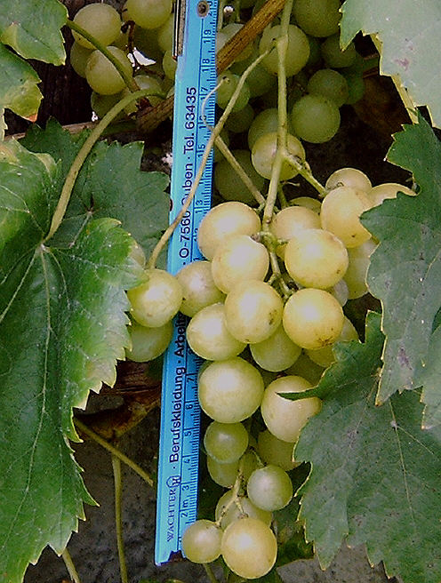 Naranczizu 12.08.2008