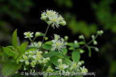Clematis ganpiniana