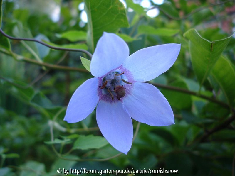 Codonopsis grey-wilsonii - 14.08.2008