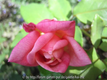 sda blüte 14.8.