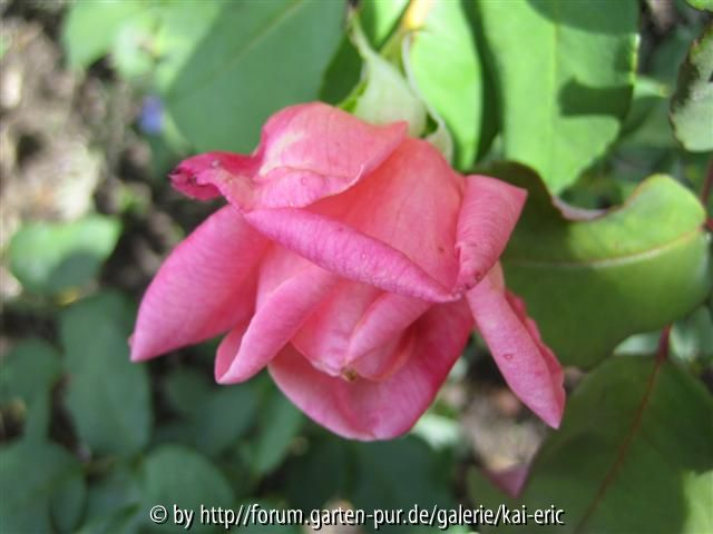 blüte 14.8.