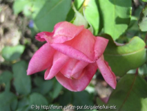 blüte 14.8.